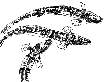 delhezi